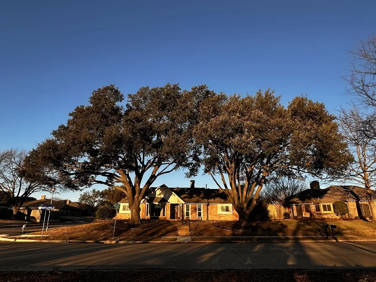 Established residential canopy tree shading a home in Cheyenne